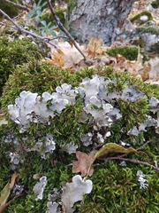Peltigera malacea