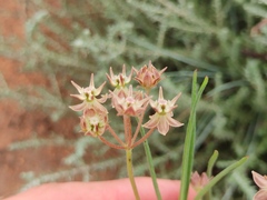 Asclepias stellifera