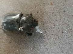 Xylotrupes gideon