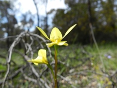 Diuris chryseopsis