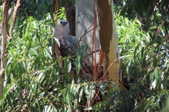 Stephanoaetus coronatus