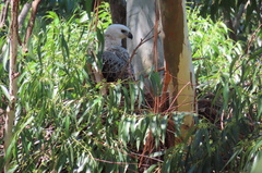 Stephanoaetus coronatus