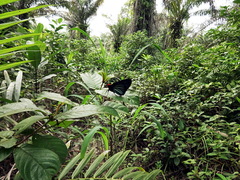 Pyrrhochalcia iphis