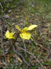 Diuris chryseopsis