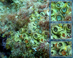 Cladocora caespitosa