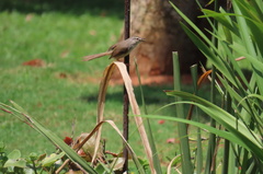 Prinia subflava