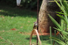 Prinia subflava