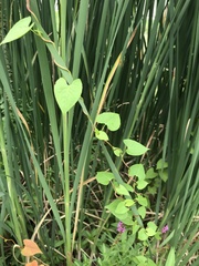 Fallopia cilinodis