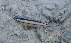 Scolopsis margaritifera