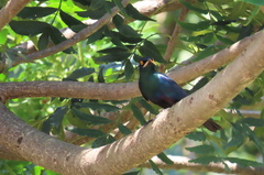 Onychognathus morio morio