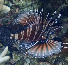 Dendrochirus zebra