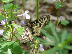 Zerynthia polyxena