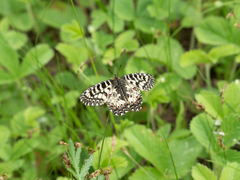 Zerynthia polyxena