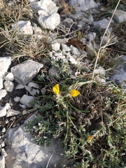 Genista albida