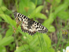 Zerynthia polyxena