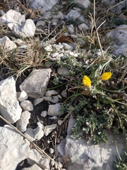 Genista albida