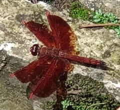 Neurothemis ramburii