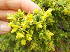Pimelea serpyllifolia serpyllifolia