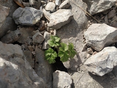 Heracleum ligusticifolium