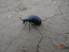 Meloe brevicollis