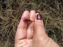 Dianthus capitatus