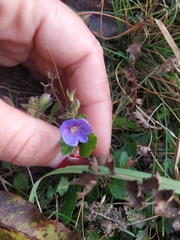 Veronica umbrosa