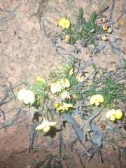 Gompholobium polymorphum