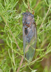 Megatibicen resonans