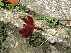 Neurothemis ramburii