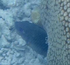 Hemiglyphidodon plagiometopon