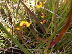 Bossiaea prostrata