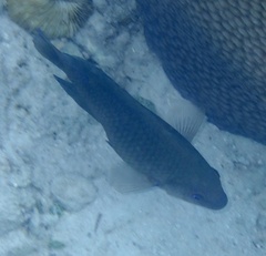 Hemiglyphidodon plagiometopon