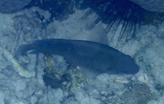 Hemiglyphidodon plagiometopon