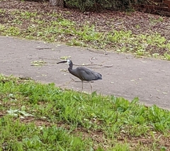 Egretta novaehollandiae novaehollandiae