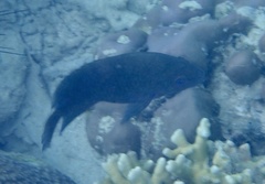 Hemiglyphidodon plagiometopon