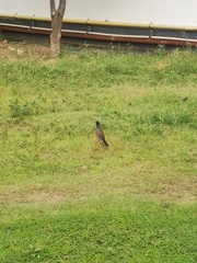 Acridotheres tristis tristis