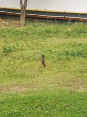 Acridotheres tristis tristis