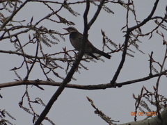 Turdus eunomus