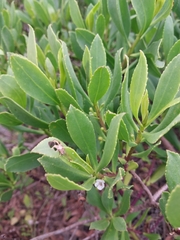Myoporum insulare