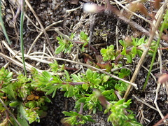 Veronica verna