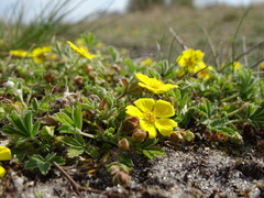 Potentilla incana