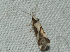 Philenora chionastis