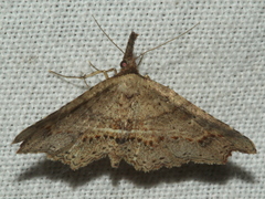 Philogethes metableta