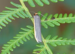 Palaeosia bicosta