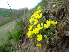 Potentilla incana