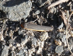 Palaeosia bicosta