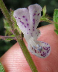 Plectranthus ciliatus