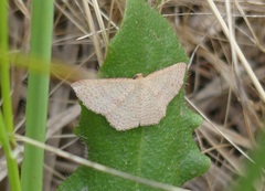 Epicyme rubropunctaria