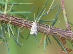 Scoparia spelaea