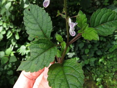 Plectranthus ciliatus